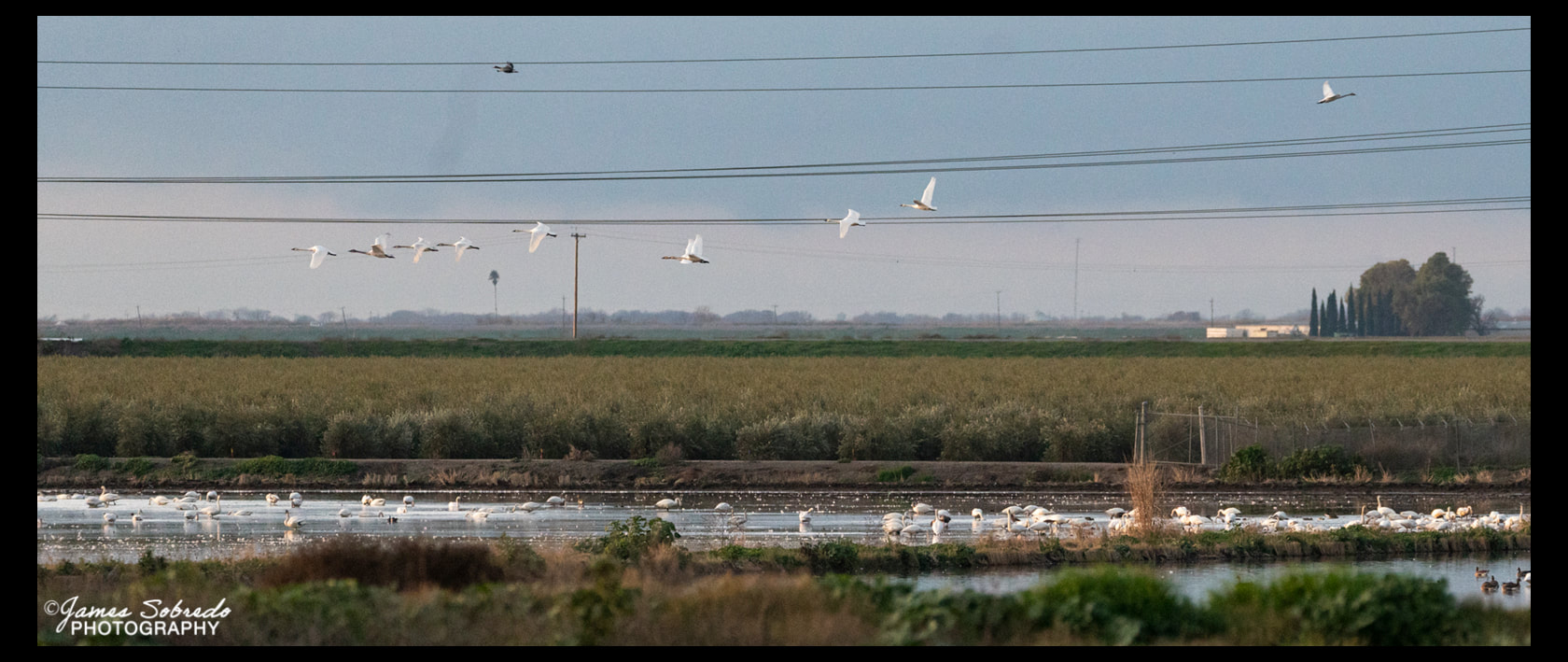 PHOTO: Canada geese on the San Joaquin Delta