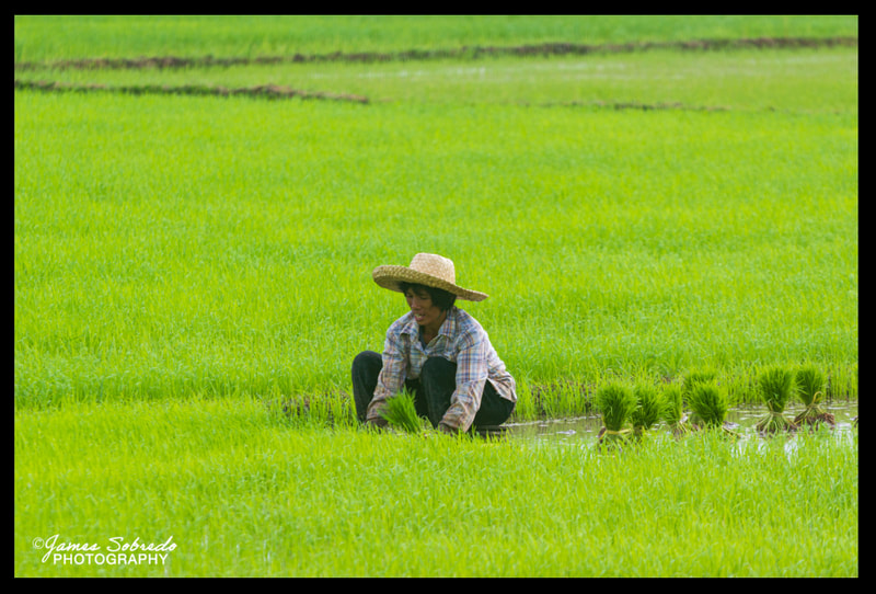 Woman Planting Rice, Aklan, Philippines
