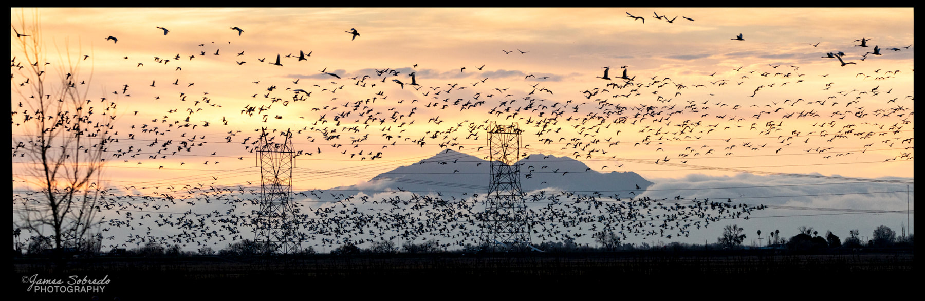 PHOTO: Migrating birds with Mt. Diablo sunset, San Joaquin Delta